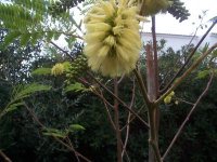 albicia lophanta.jpg