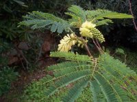 albicia lophanta (2).jpg