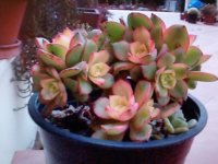 Aeonium Kiwonium - febre.jpg