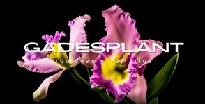 PRESENTA_GADESPLANT_01.jpg PRESENTA_GADESPLANT_01.jpg