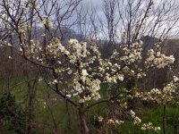 spring satin.jpg