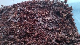 IMG_20240310_185235.jpg