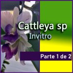 GADESPLANT_CABECERA_CATTLEYA_PM_INVITRO_1_de_2.jpg GADESPLANT_CABECERA_CATTLEYA_PM_INVITRO_1_de_2.jpg