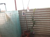 Nuevos frutales, Higuera Breva, Kaky Fuyu y madroño (02.03.24).JPG