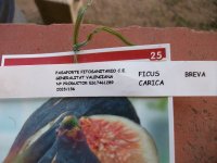 Higuera variedad Breva, etiqueta (02.03.24) 2.JPG