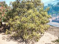 Aguacate en floración (15.03.24).JPG
