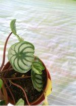 IMG_20240317_123453.jpg