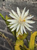 20240325_084555 (Copiar).jpg