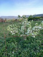 blanquilla.jpg