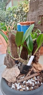epidendrum ciliare & Brassavola nodosa.jpg