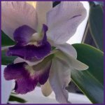 GADESPLANT_CABECERA_CATTLEYA_PM_INVITRO_01.jpg