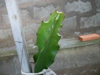 Pitaya mordida por rosquilla gris (02.04.24).JPG