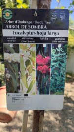 eucalipto.jpg