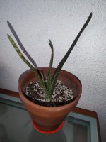 aloe.jpg