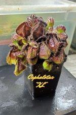 Cephalotus Capuccino.jpg Cephalotus Capuccino.jpg