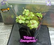 Pilsoa x Emarginata .jpg Pilsoa x Emarginata .jpg