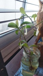 plantita.jpeg plantita.jpeg