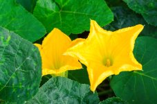 pumpkin-flower.jpg.jpg pumpkin-flower.jpg.jpg