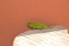 Camaleon_08 - copia.JPG Camaleon_08 - copia.JPG