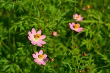 Cosmos-caudatus-Flower-1024x683.jpg