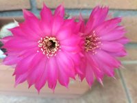 Echinopsis (Sparking Fuchsia).jpg