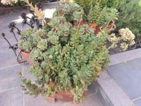 Crassula desconocida3.jpg Crassula desconocida3.jpg