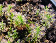 drosera p copia.jpg