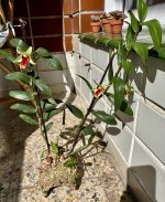 IMG_3554.jpeg