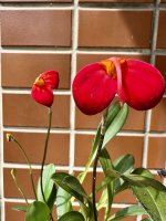 IMG_5200 copia.jpeg
