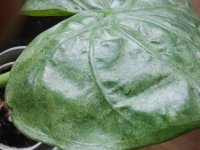 Alocasia Cucullata - Aranna roja - Laf.izdo.jpg Alocasia Cucullata - Aranna roja - Laf.izdo.jpg