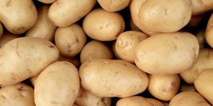 Este hallazgo no solo reescribe la historia evolutiva de la patata, sino que también tiene imp...jpg