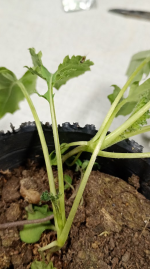planta-02.png planta-02.png