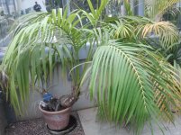 Howea Forsteriana_.jpg