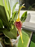 IMG_7916.jpeg