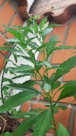 planta espontanea 2.jpg.jpeg