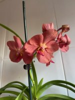 IMG_3186.jpeg