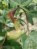 Aristolochia_trilobata4DB.jpg Aristolochia_trilobata4DB.jpg