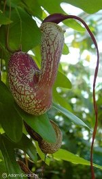 Aristolochia_trilobata.jpg Aristolochia_trilobata.jpg
