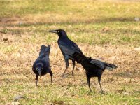 i-actually-really-like-grackles-v0-kkgbcyrkdooe1.jpg i-actually-really-like-grackles-v0-kkgbcyrkdooe1.jpg