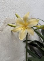 IMG_4328.jpeg IMG_4328.jpeg