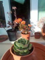 DCP16924 echeveria mandala.JPG