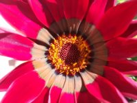 4- gazania  roja.jpg