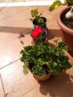 4 geraneo hortorum  rojo  6-4-2018.jpg