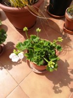 4- geraneo - hortorum            6-4-2018.jpg