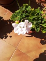 4- mauva blanca 10-4-2018.jpg