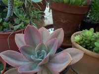 DCP16297 echeveria gibbiflora purpre pearl.JPG