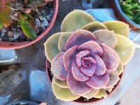 10 echeveria perle von nurnberg    3-10-18.jpg