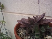 DCP15105 gasteria brachyphylla.JPG