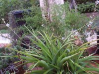 18171  clorophytum comosum verde.JPG