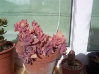 14710 graptoveria crestata fred ives.JPG